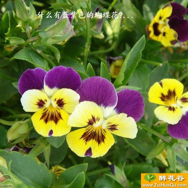 什么有蓝紫色的蝴蝶花?...