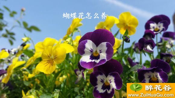 蝴蝶花怎么养