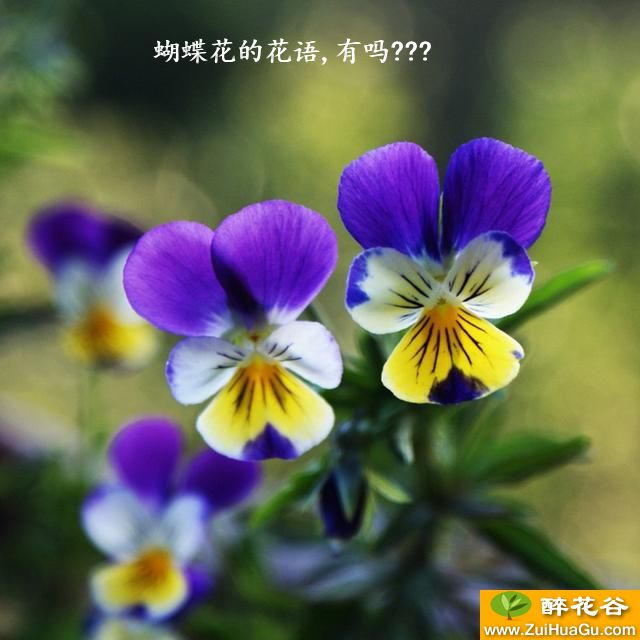 蝴蝶花的花语,有吗???