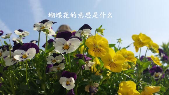 蝴蝶花的意思是什么