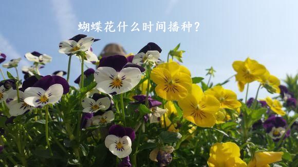 蝴蝶花什么时间播种？