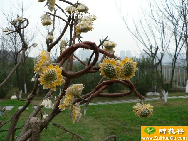 怎样种植结香花树