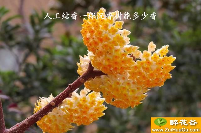 人工结香一棵沉香树能多少香