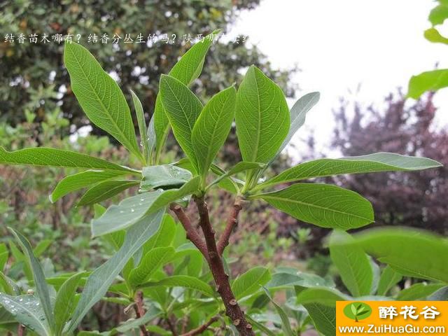 结香苗木哪有？结香分丛生的吗？陕西哪有卖结香花的？