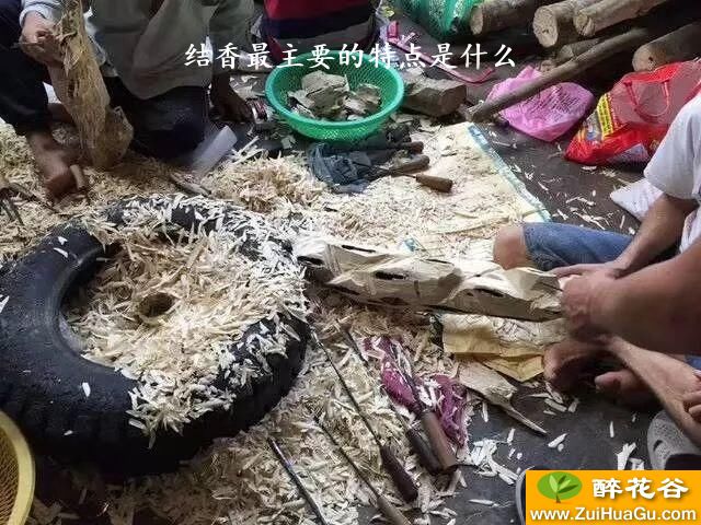 结香最主要的特点是什么