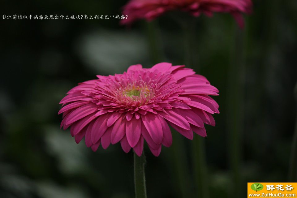 非洲菊植株中病毒表现出什么症状?怎么判定已中病毒?