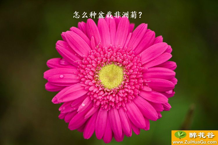 怎么种盆栽非洲菊？