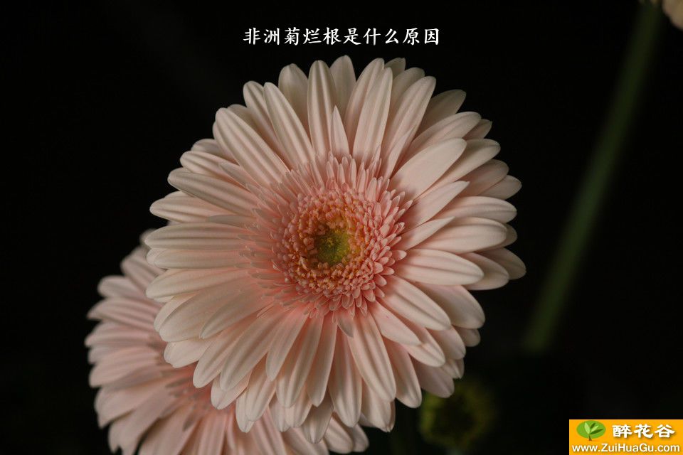 非洲菊烂根是什么原因