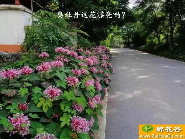 臭牡丹这花漂亮吗？