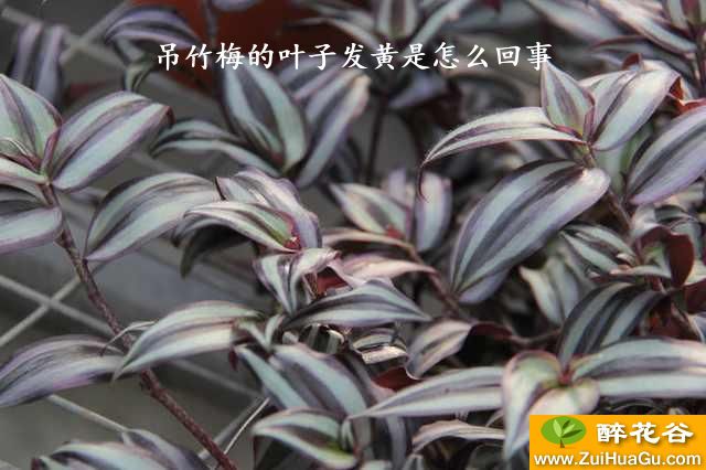 吊竹梅的叶子发黄是怎么回事
