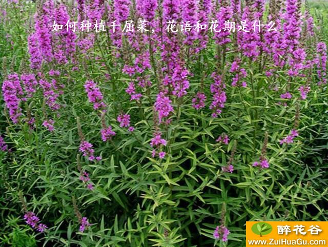 如何种植千屈菜，花语和花期是什么