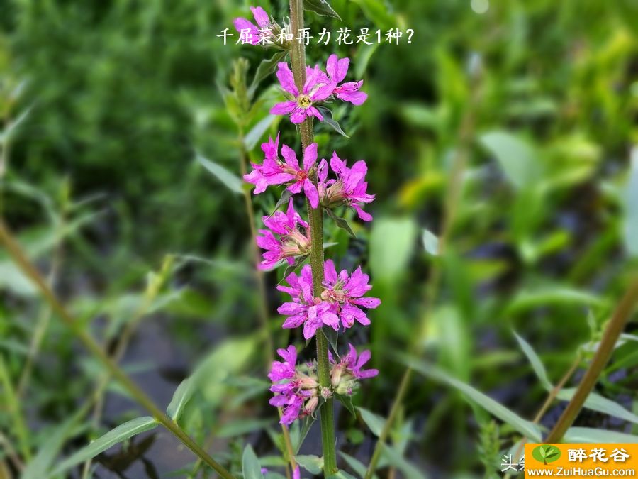 千屈菜和再力花是1种？