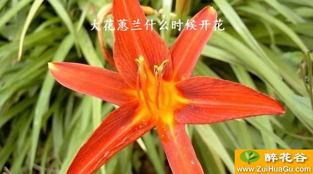 大花蕙兰什么时候开花