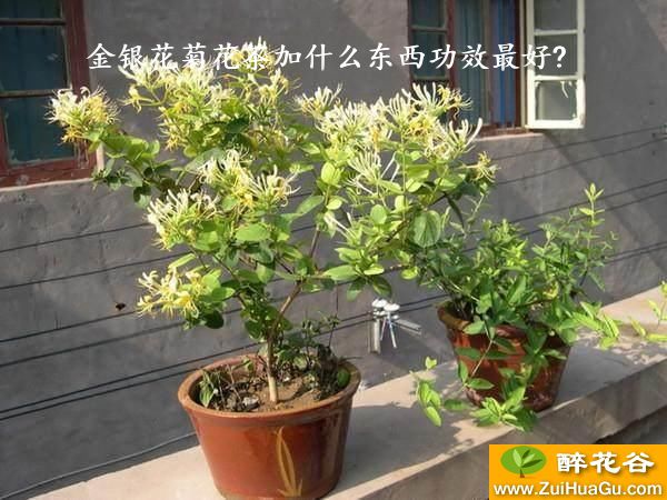 金银花菊花茶加什么东西功效最好?