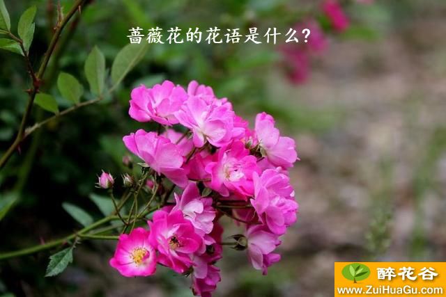 蔷薇花的花语是什么?