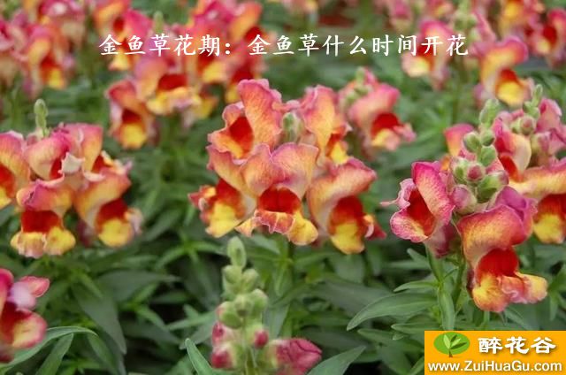 金鱼草花期：金鱼草什么时间开花