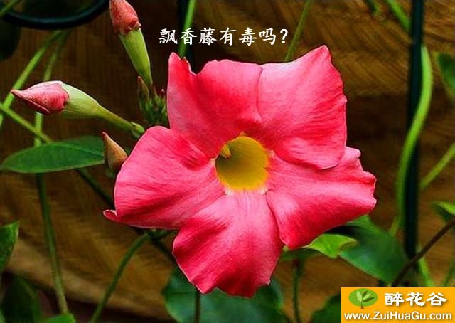 飘香藤有毒吗?