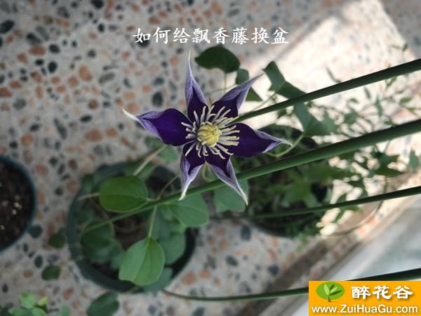 如何给飘香藤换盆