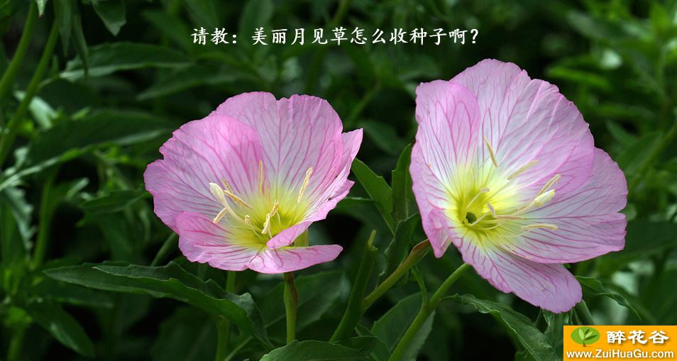 请教：美丽月见草怎么收种子啊？