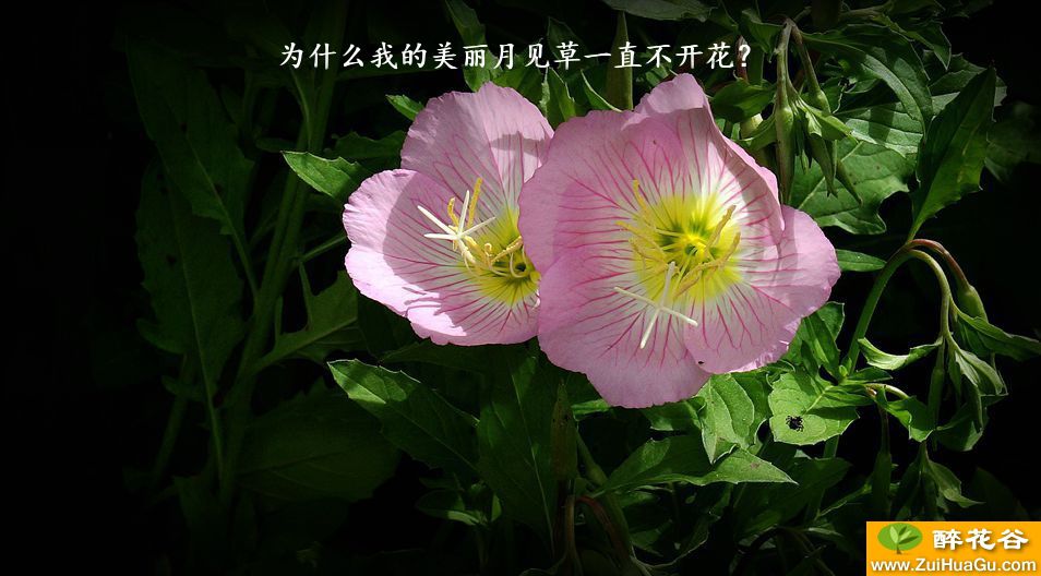 为什么我的美丽月见草一直不开花?