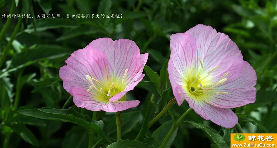 请问种洋桔梗、美丽月见草、美女樱要用多大的盆定植?