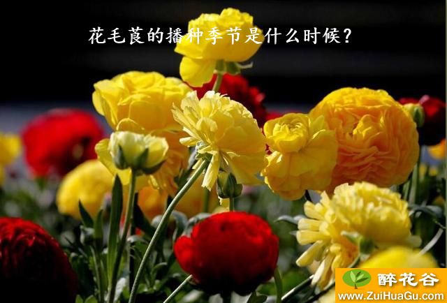 花毛莨的播种季节是什么时候？