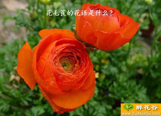 花毛莨的花语是什么？