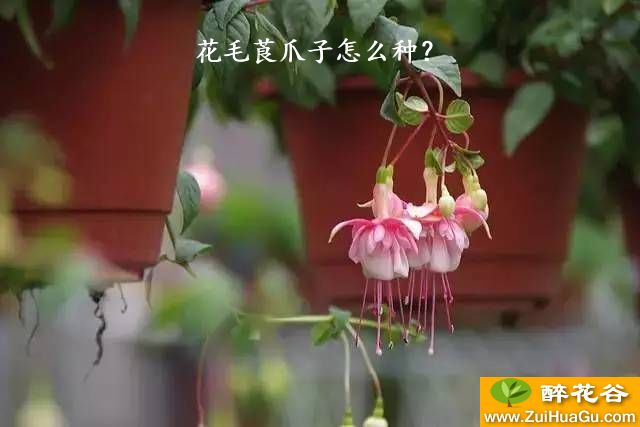 花毛莨爪子怎么种？