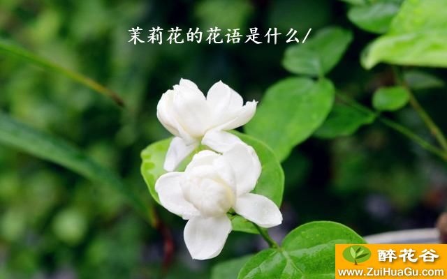 茉莉花的花语是什么/