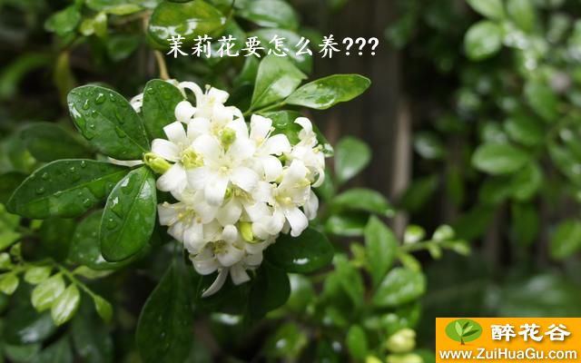 茉莉花要怎么养???