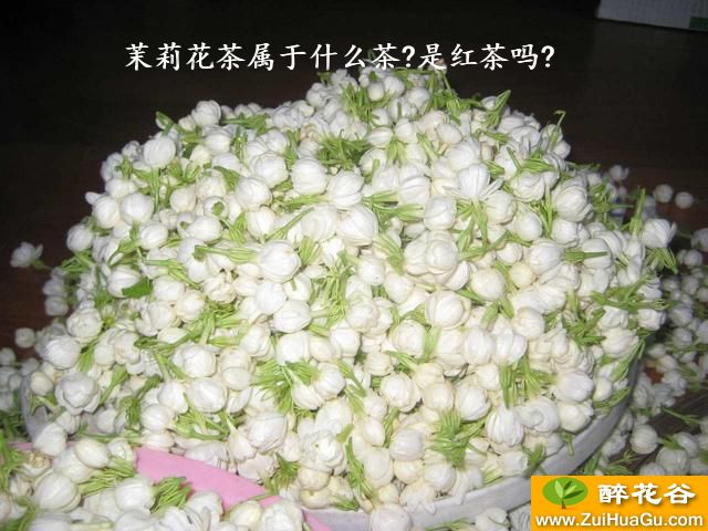 茉莉花茶属于什么茶?是红茶吗?