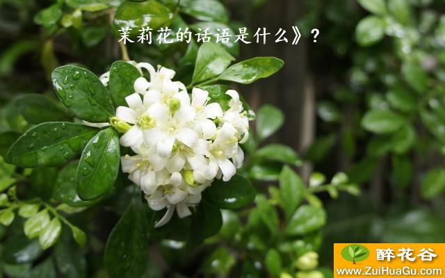 茉莉花的话语是什么》?