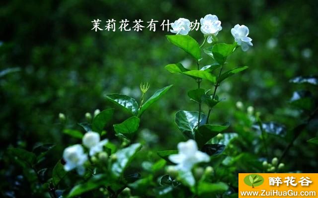 茉莉花茶有什么功效?