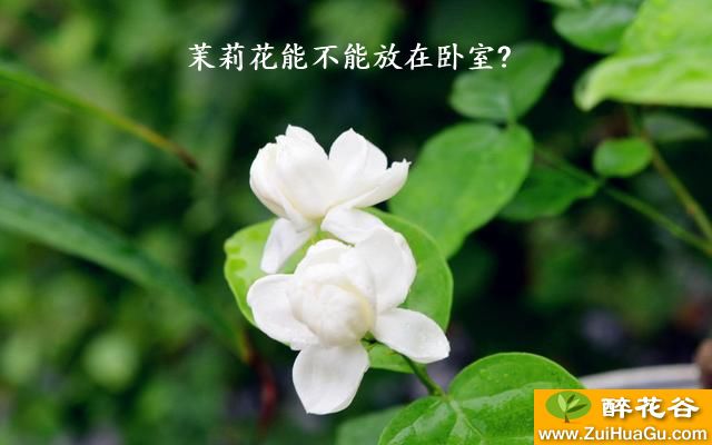 茉莉花能不能放在卧室?