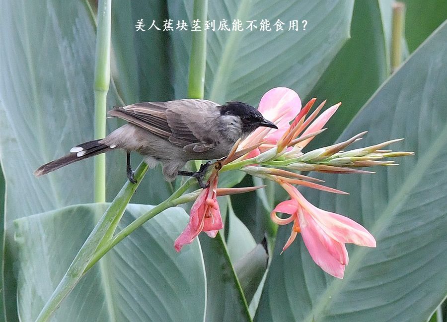 美人蕉块茎到底能不能食用？