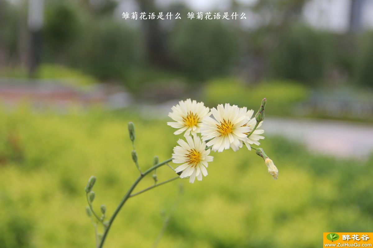 雏菊花语是什么 雏菊花语是什么