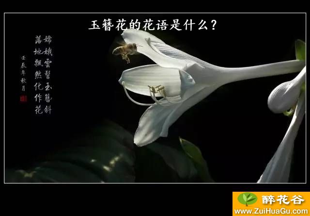 玉簪花的花语是什么？