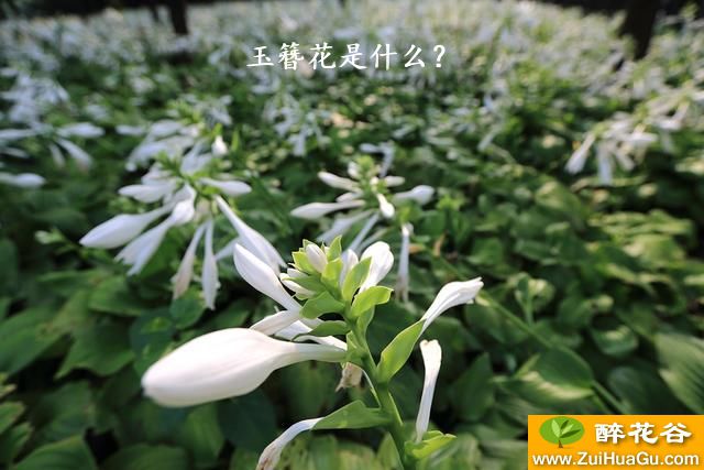 玉簪花是什么？