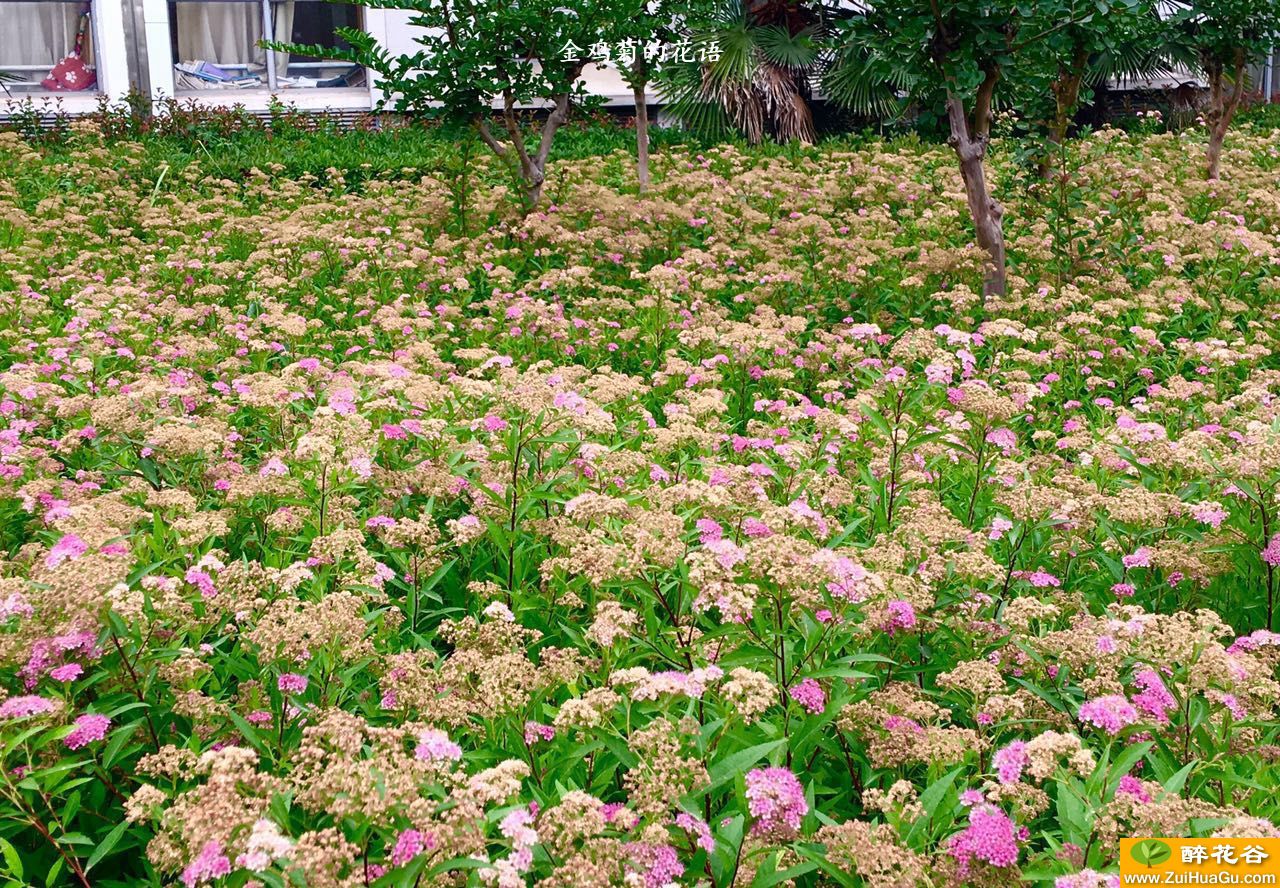 金鸡菊的花语