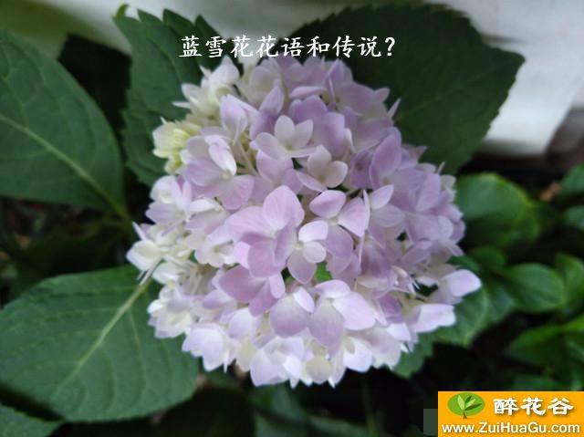 蓝雪花花语和传说？