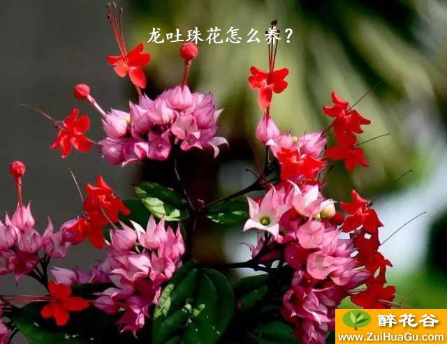 龙吐珠花怎么养？