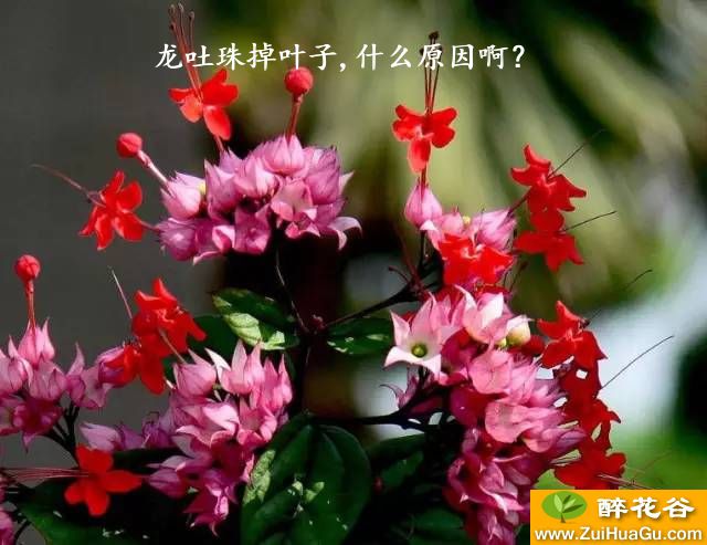 龙吐珠掉叶子,什么原因啊？