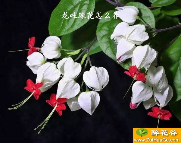 龙吐珠花怎么养