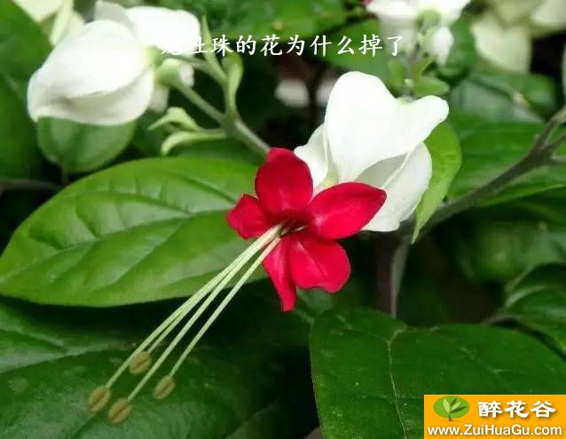 龙吐珠的花为什么掉了