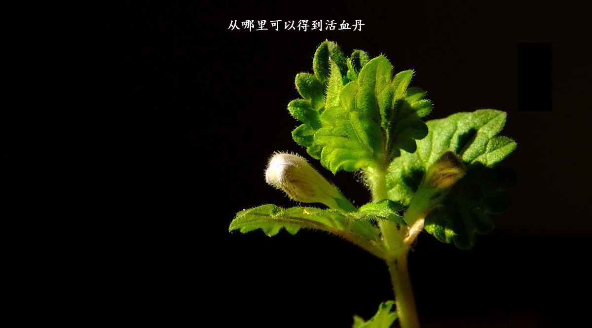 从哪里可以得到活血丹