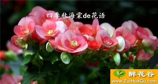 四季秋海棠de花语
