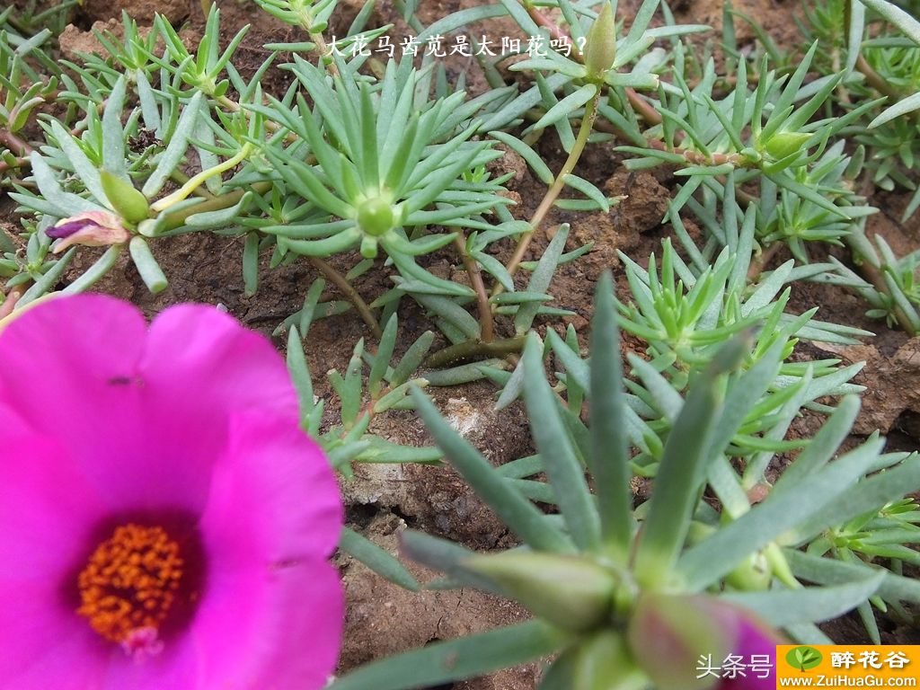 大花马齿苋是太阳花吗？