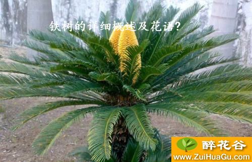 铁树的详细概述及花语?