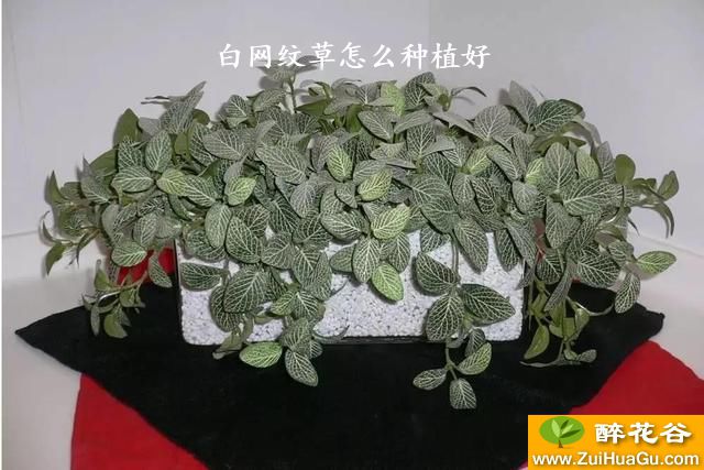 白网纹草怎么种植好