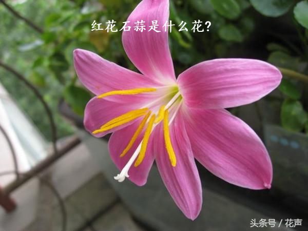 红花石蒜是什么花?